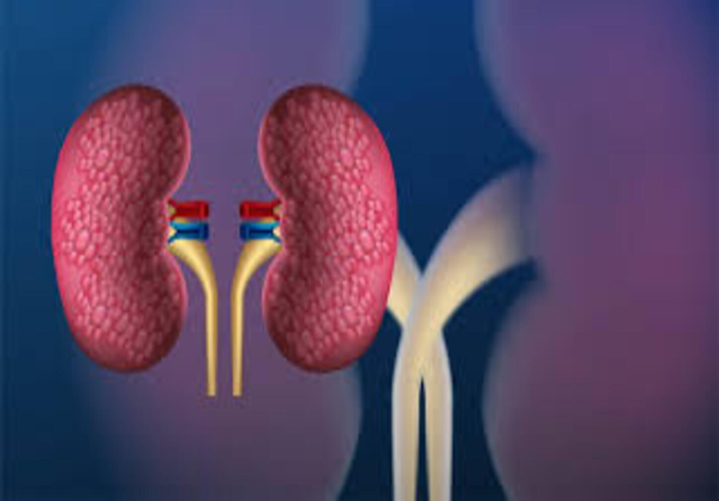 Kidney function test (KFT)